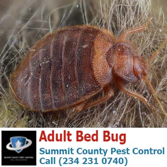 Adult Bed Bug