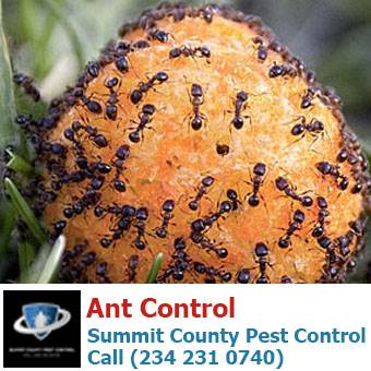 Ant Control