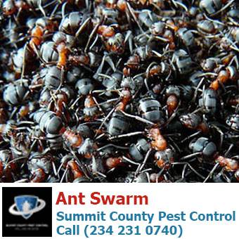 Ant Swarm