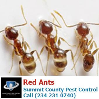 red fire ants