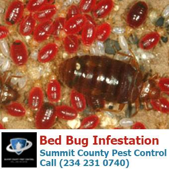 Bed Bugs Infestation