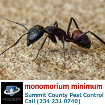 monomorium minimum