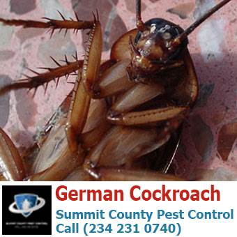 German Cockroach