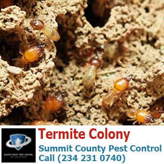 termite colony