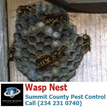 Wasp Nest