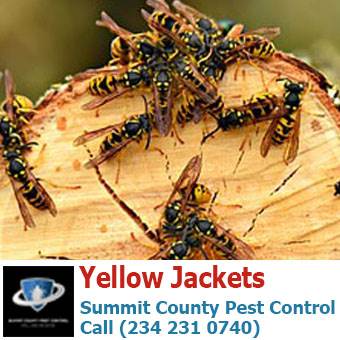 Yellow Jacket Wasps