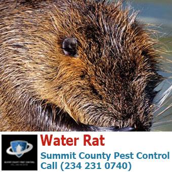 Disease carnying rodents